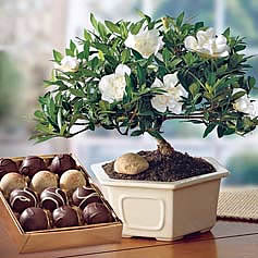 Preview of Gardenia Bonsai and Truffles.