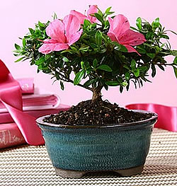 Preview of the Azalea Bonsai.